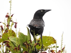 Quiscalus major