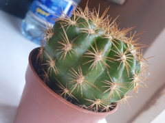 Melocactus