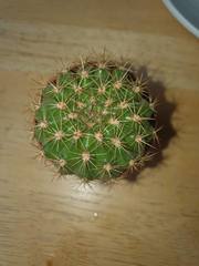 Melocactus