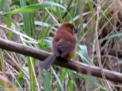 Cyanoloxia glaucocaerulea