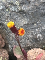 Packera pauciflora