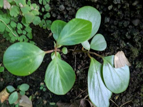 Peperomia latifolia