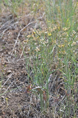 Crepis atribarba