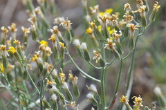 Crepis atribarba