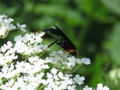 Exetastes fornicator nervulus