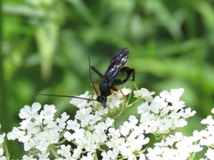 Exetastes fornicator nervulus