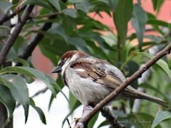 Passer domesticus