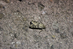 Loxostege cereralis