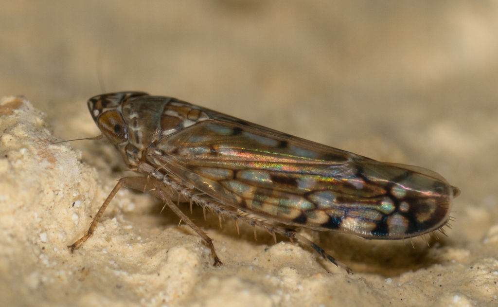Osbornellus scalaris