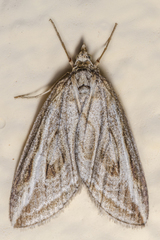 Chesias legatella