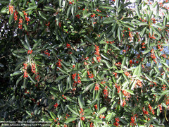 Citharexylum montevidense