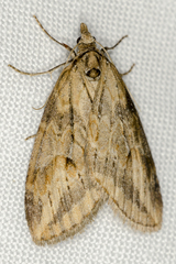 Chesias isabella