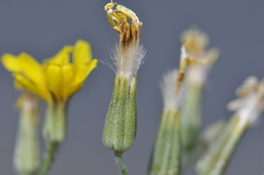 Crepis atribarba