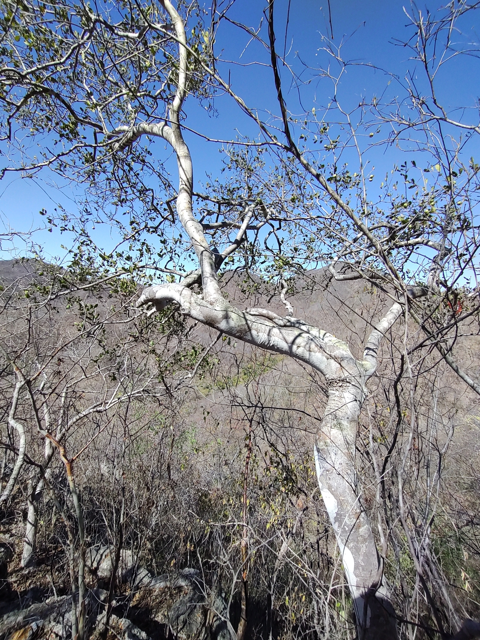 Diospyros aequoris