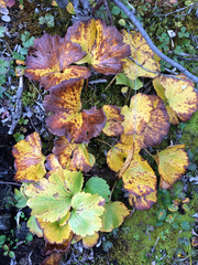 Boykinia richardsonii