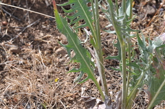 Crepis atribarba