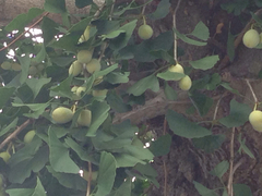 Ginkgo biloba
