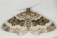 Epirrhoe galiata