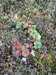 Boykinia richardsonii