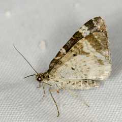 Epirrhoe galiata