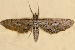 Eupithecia scopariata