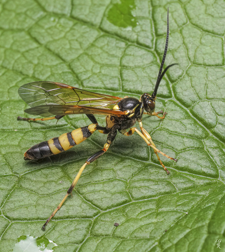 Ichneumon chasmodops