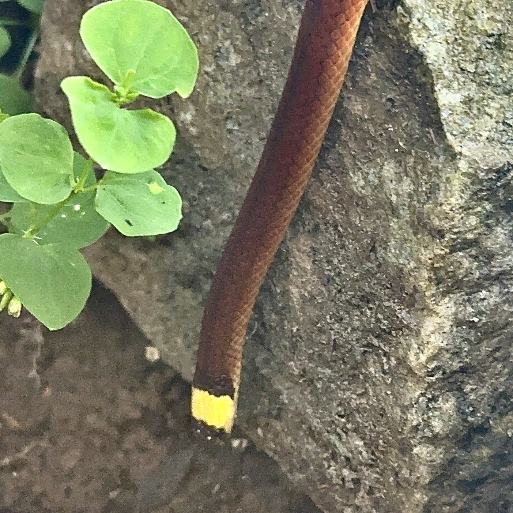 Minas Gerais Snake photo 2