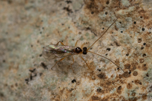 Plectiscus impurator
