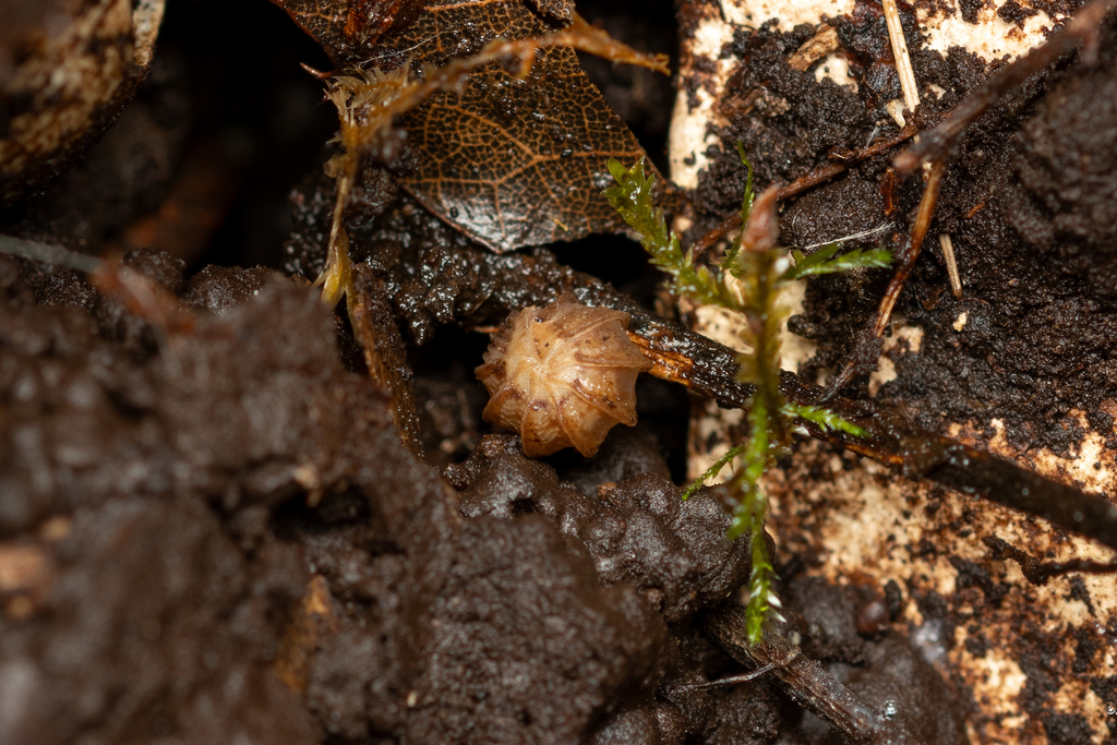 Eluma tuberculata