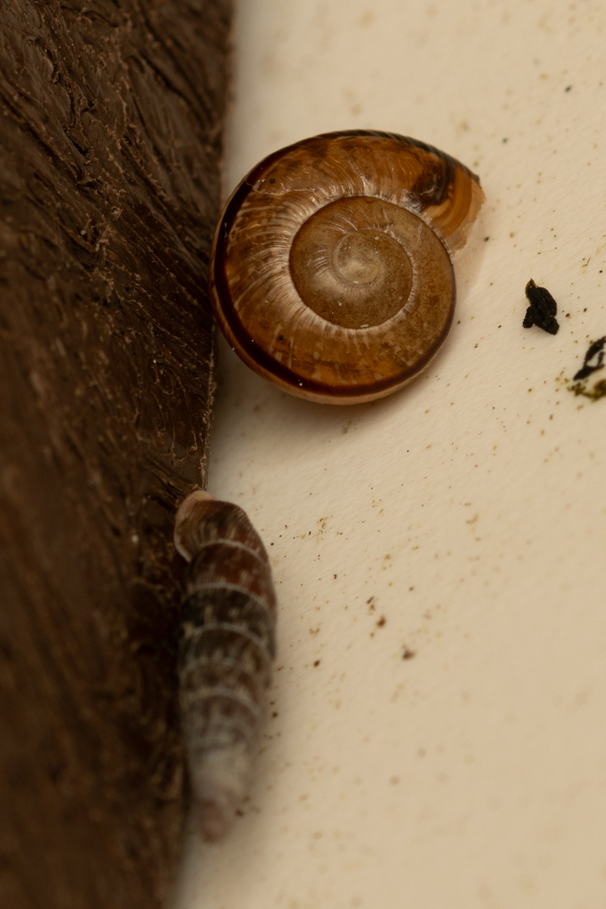 Clausilia bidentata moniziana