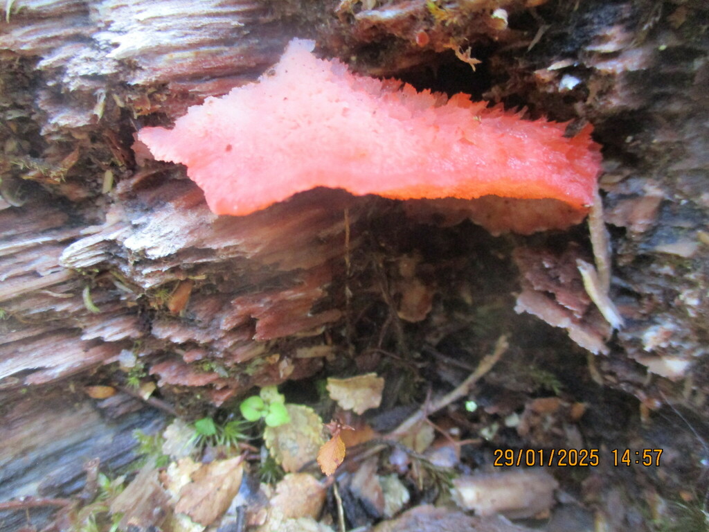 Aurantiporus pulcherrimus · January 2025 · photo: © edmonds5 (iNaturalist, cc-by)