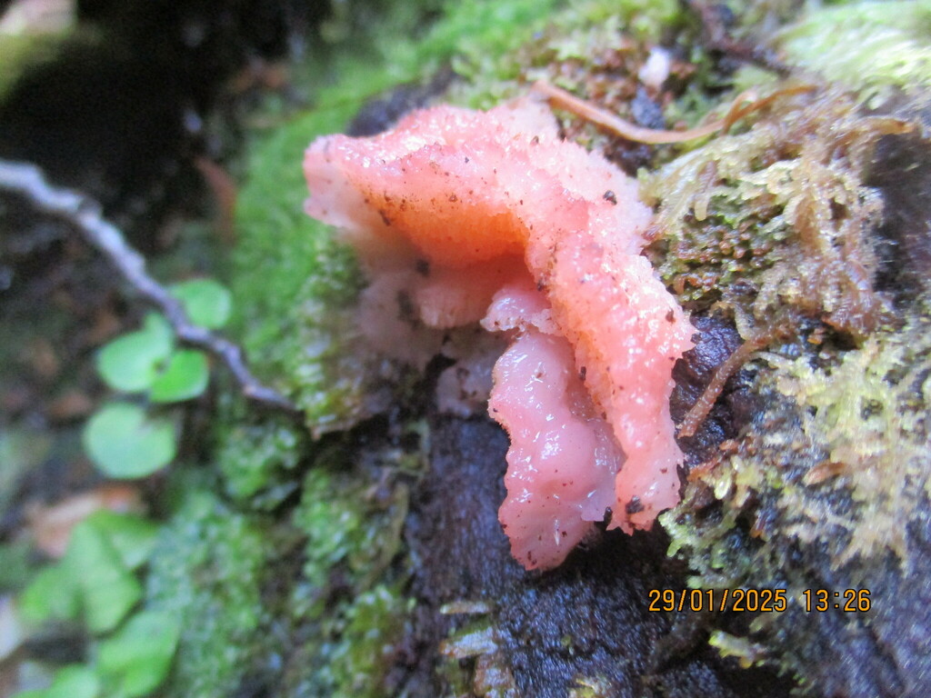 Aurantiporus pulcherrimus · January 2025 · photo: © edmonds5 (iNaturalist, cc-by)