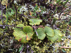 Boykinia richardsonii