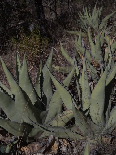 Foto de Agave-brava
