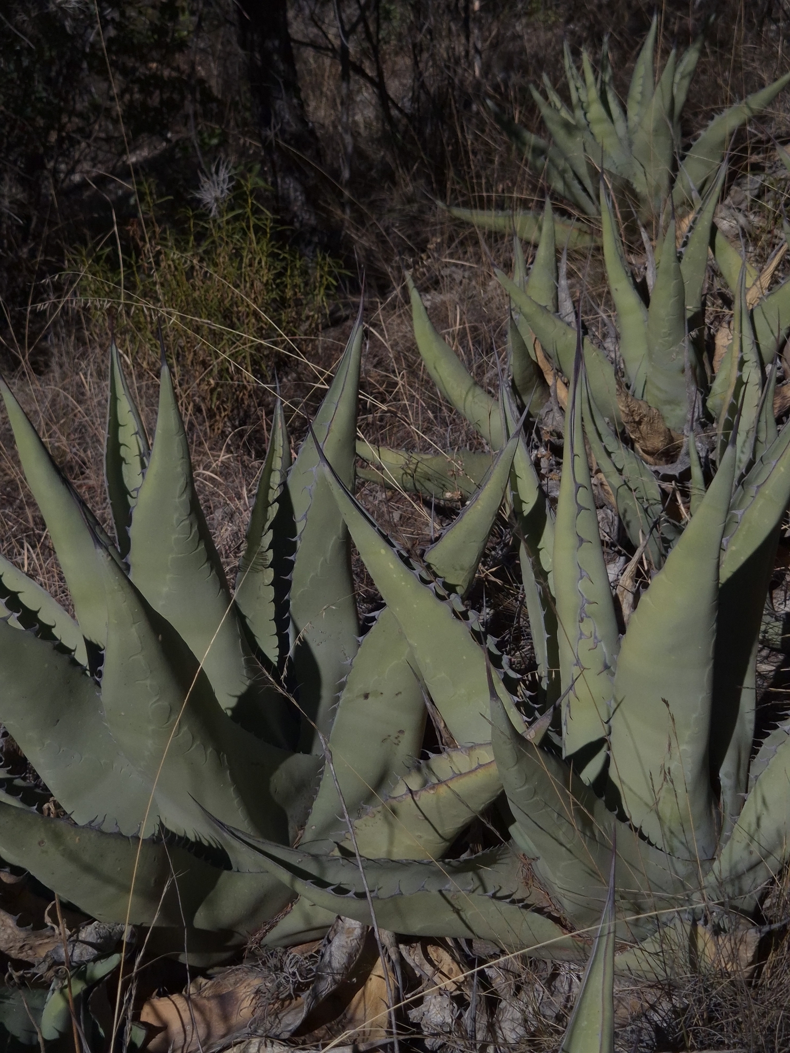 Imagem de Agave-brava