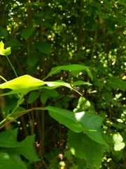 Cerotainia