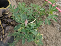 Tetraopes annulatus