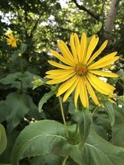Silphium perfoliatum