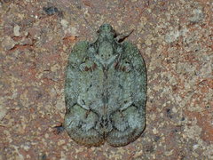 Flataloides scabrosus