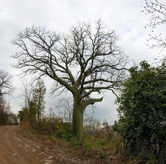 Ceiba trischistandra
