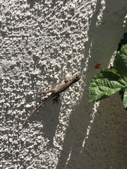Sceloporus occidentalis longipes