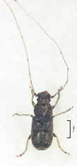 Lawsonia variabilis