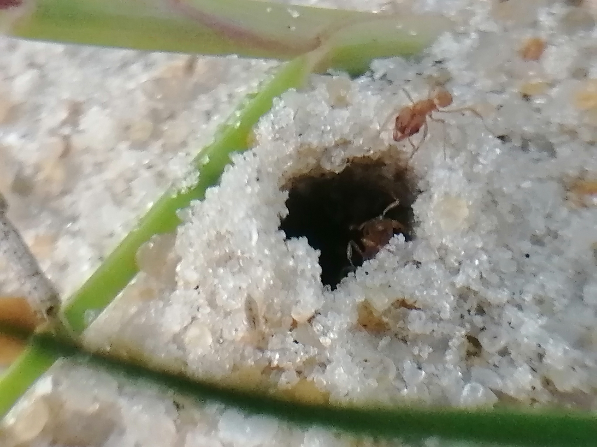 Mycetophylax simplex