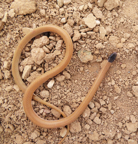 Photo of a Plains Blackhead Snake (Tantilla nigriceps)