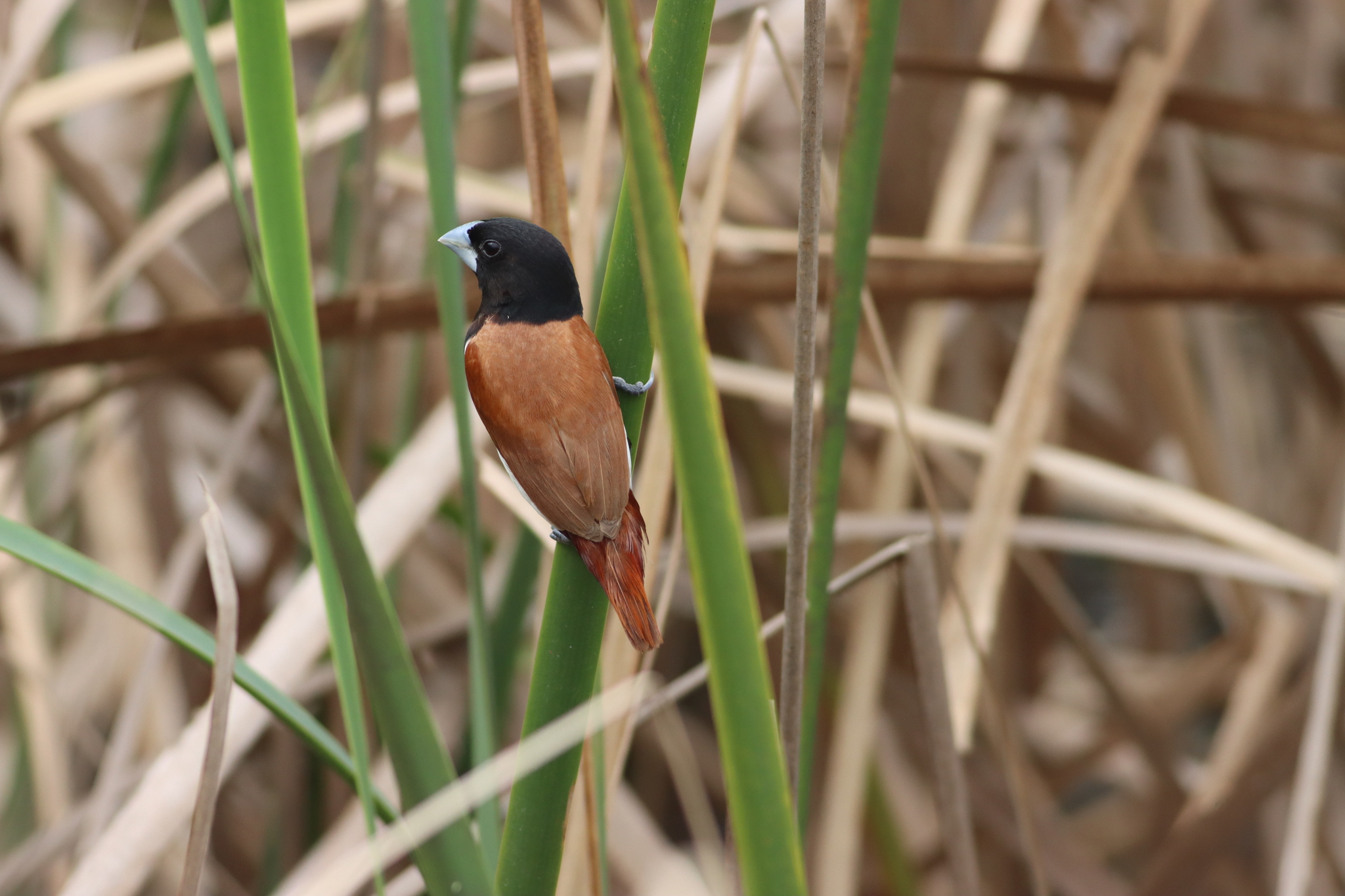 Tricolored Munia (Lonchura malacca), photo 3