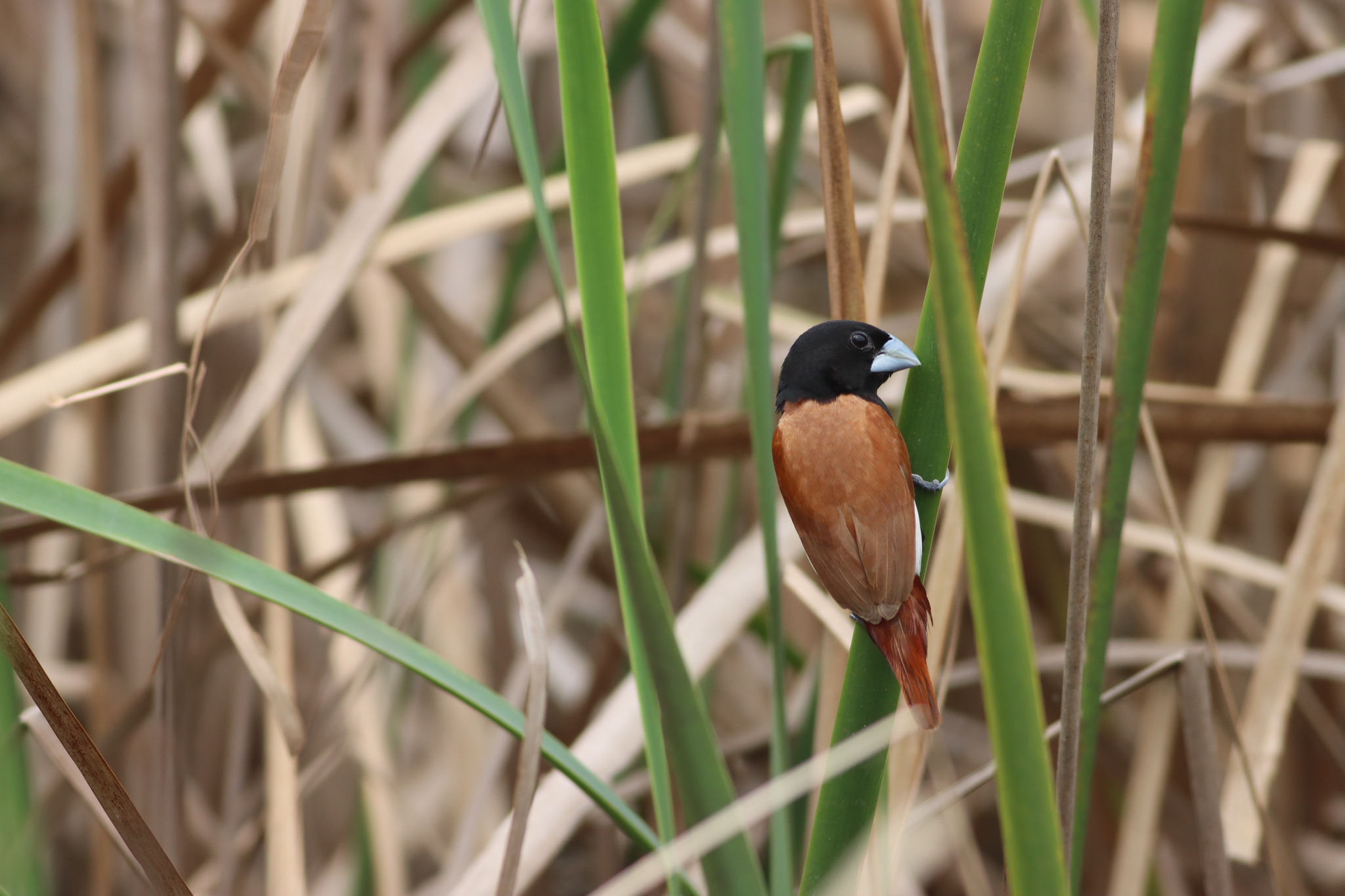 Tricolored Munia (Lonchura malacca), photo 4