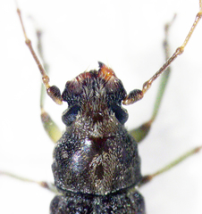 Lawsonia variabilis