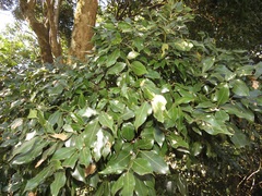 Cryptocarya myrtifolia