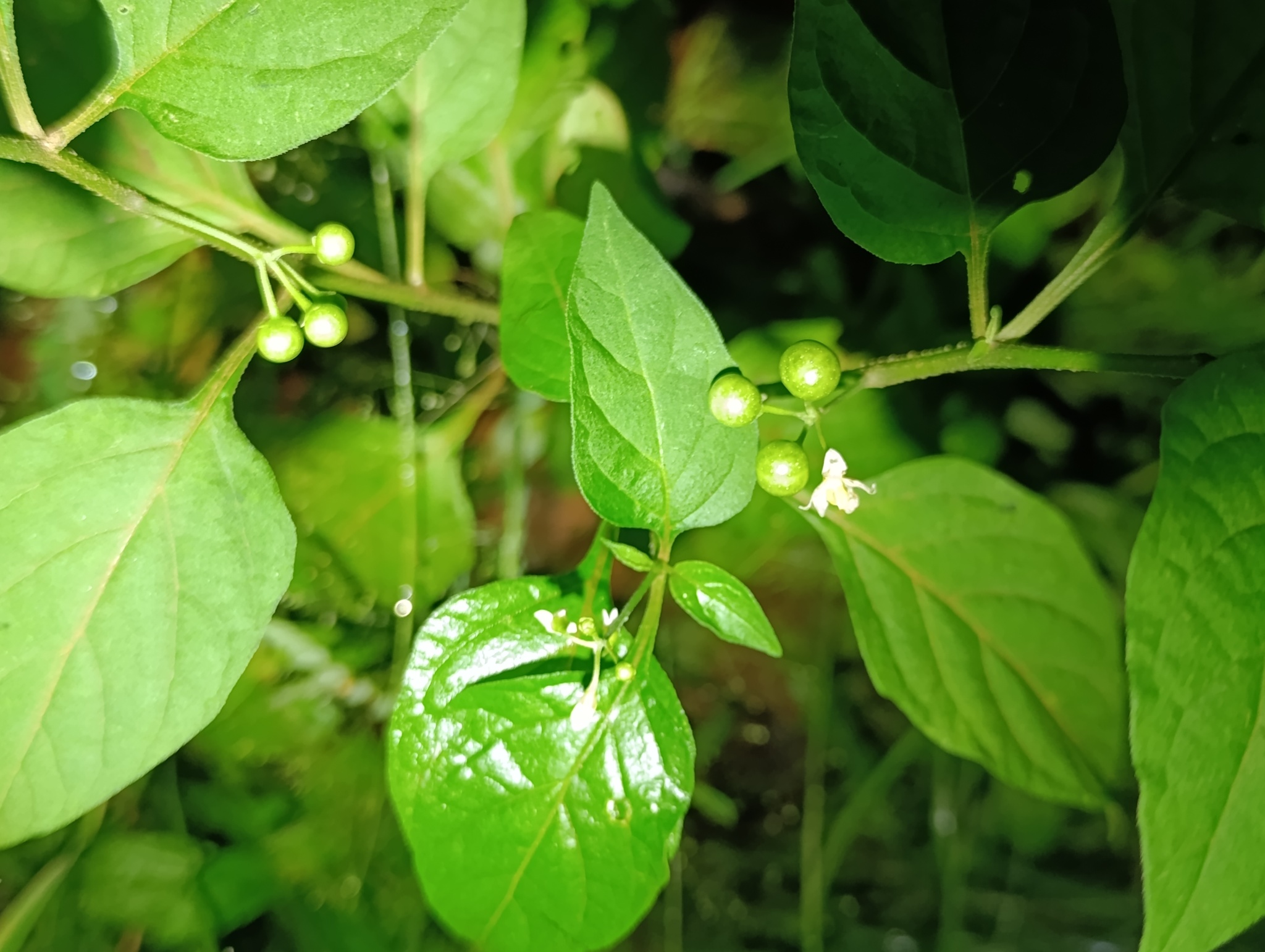Solanum americanum