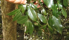 Cryptocarya myrtifolia